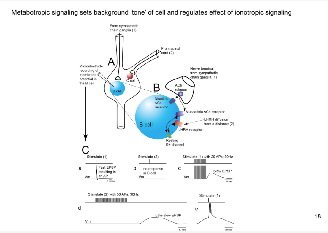 <p>look at chart to see what happens with stimulation to other cells</p><p>when stimulate B cell with ionotropic signalling at HGH FREQUENCY get enough acetylcholine release that it can diffuse out of the synpase and activate metabotropic receptors</p><p>close k+ channel, slow EPSP</p><p>shows that ionotropic fast and other is low</p><p>causes slow ionotropic action potentials as well</p><p>Stimulate 2:</p><p>At even higher stimulation: release NT and dense core neurotransmitters</p><ul><li><p>late, slow EPSP- more action potentials and more diffusion for LHRH to reach its receptors </p></li></ul><p></p>