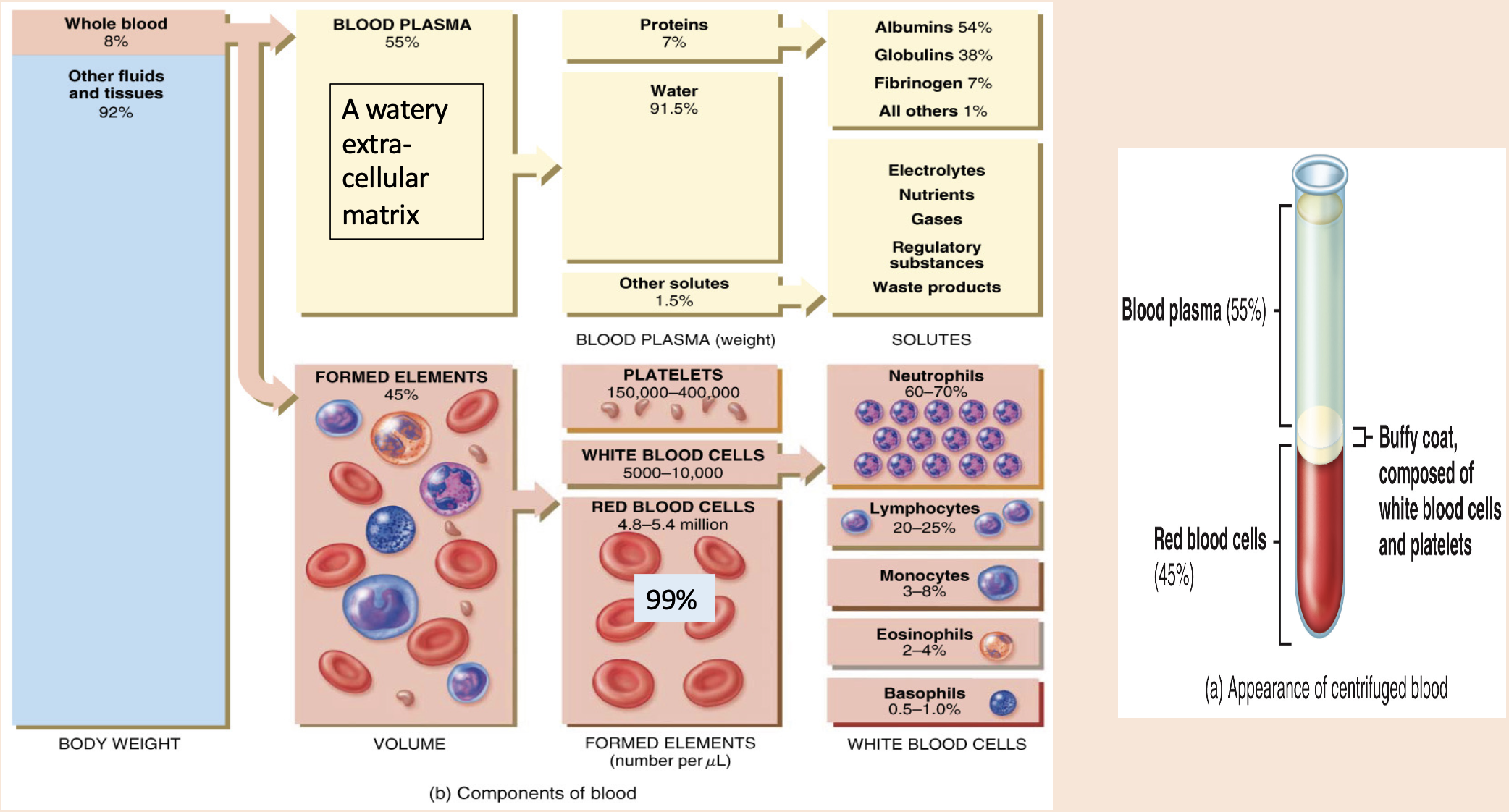 <p>Neutrophils 60-70%.</p><p>Lymphocytes 20-25%.</p><p>Monocytes 3-8%.</p><p>Eosinophils 2-4%.</p><p>Basophils 0.5-1.0%. </p>