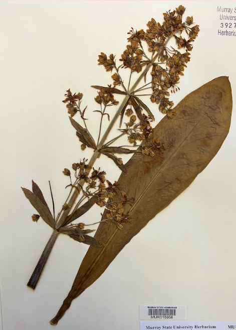 <p>Family + Genus?</p>