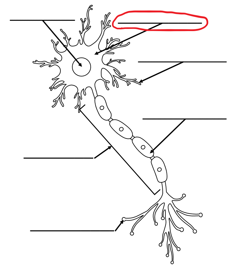 <p>What is the term for this part of the neuron?</p>