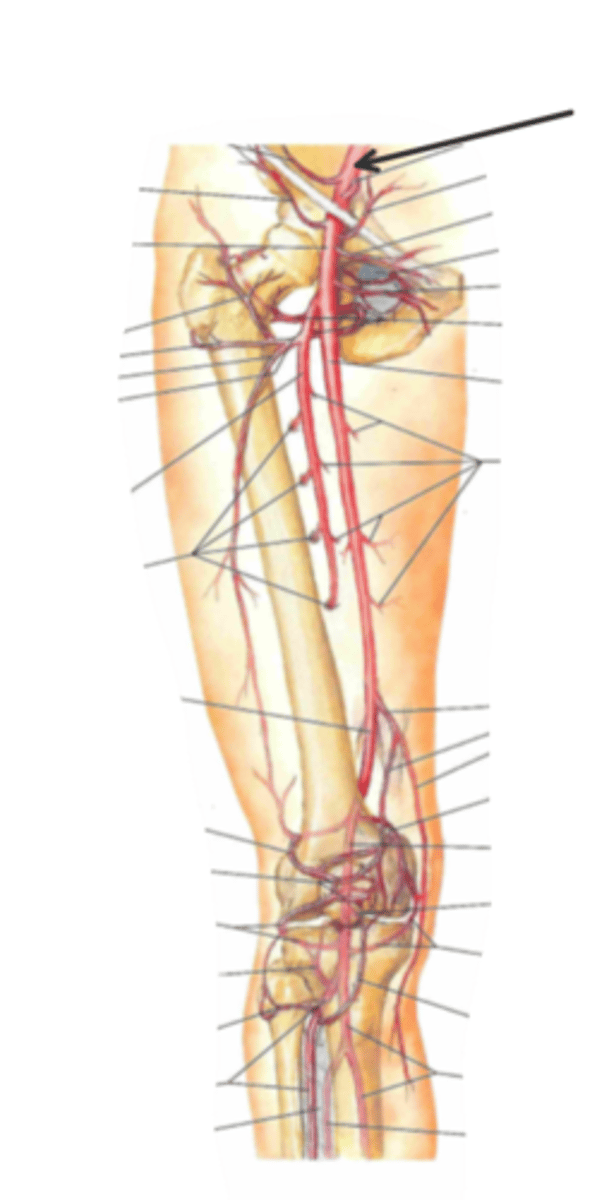 <p>identify the structure(s) indicated by the arrow</p>