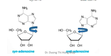 <p>sp thủy phân ko hoàn toàn A.N→ko có gốc P</p><p>Liên kết giữa đường và base là beta-N-Glycosid(có ở cả A.N acid nucleic)</p><p>Lk beta-N-glycosid có thể xoay hạn chế→syn/anti</p>