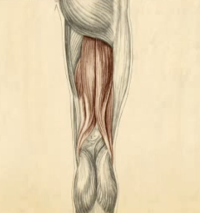 <p><span>Identify the most medial portion of the semimembranosus tendon.</span></p><p></p>
