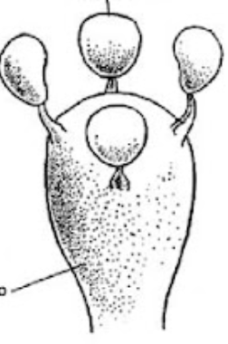 <p>esporas sexuales</p>