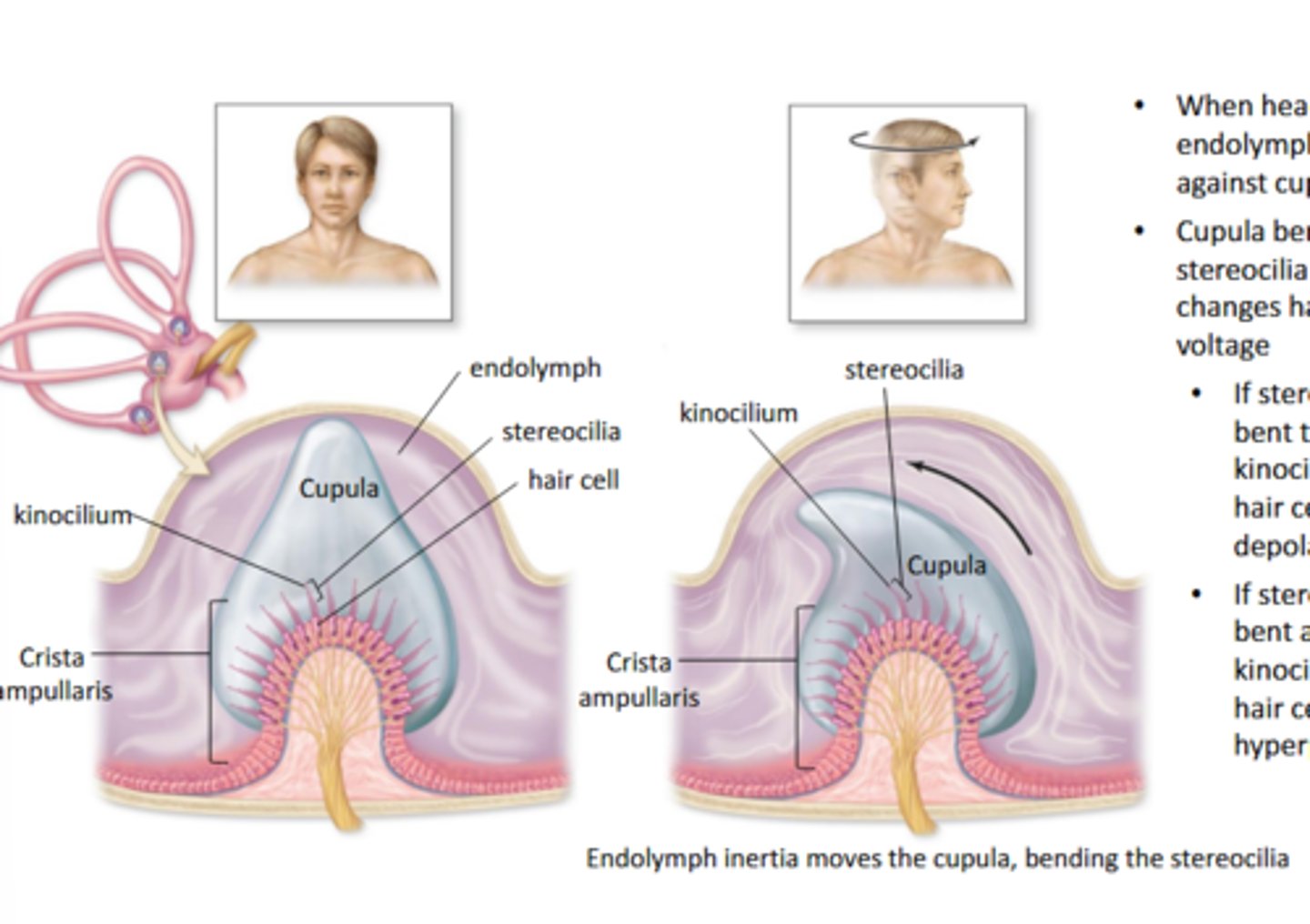 <p>- when head roatates, enolymph pushes against cupula</p><p>- cupula bends stereocilia and changes hair cell voltage</p><p>- if stereocilia bent towards kinocilium, the hair cell depolarizes</p><p>- if the stereocilia bent away from kinocilum, the hair cell hyperpolarizes</p>