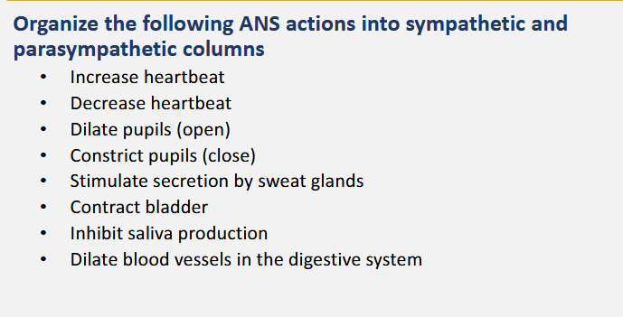 <p>organize the following ANS actions into sympathetic and parasympathetic </p>