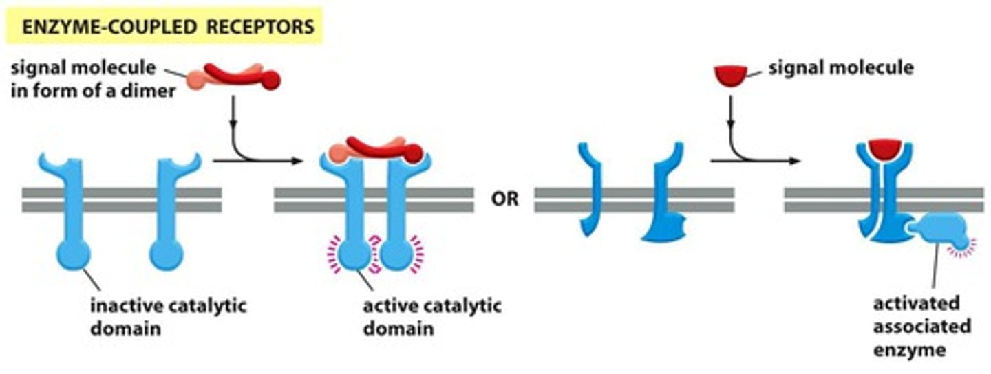 <p>- ex: Receptor tyrosine kinases</p><p>-recognize the extracellular signal molecules that control their growth and development; these receptors often act by relieving the transcriptional repression of specific genes.</p>
