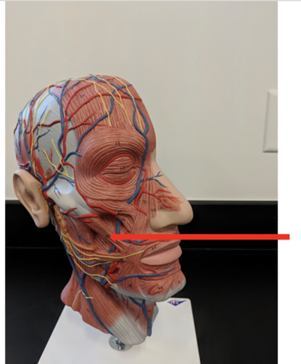 <p>what is this?</p>