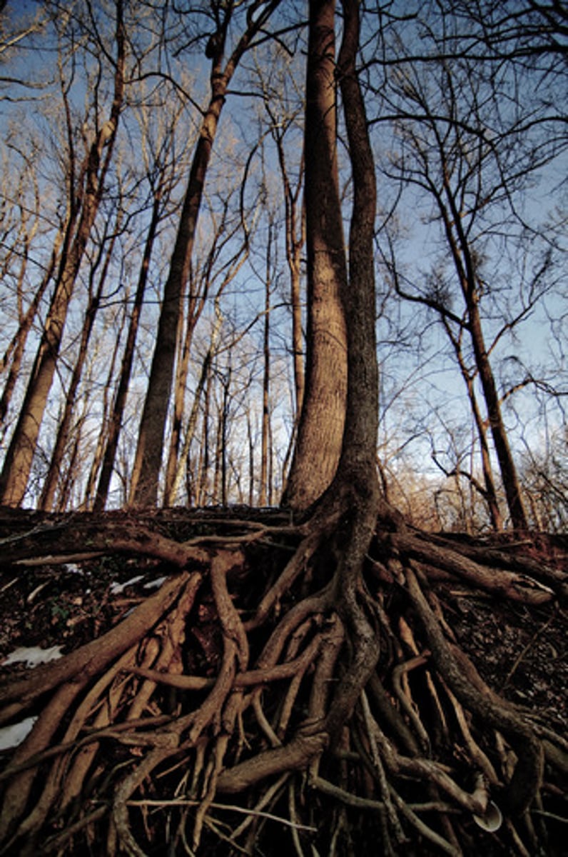 <p>a tree node with no parent (top node)</p>