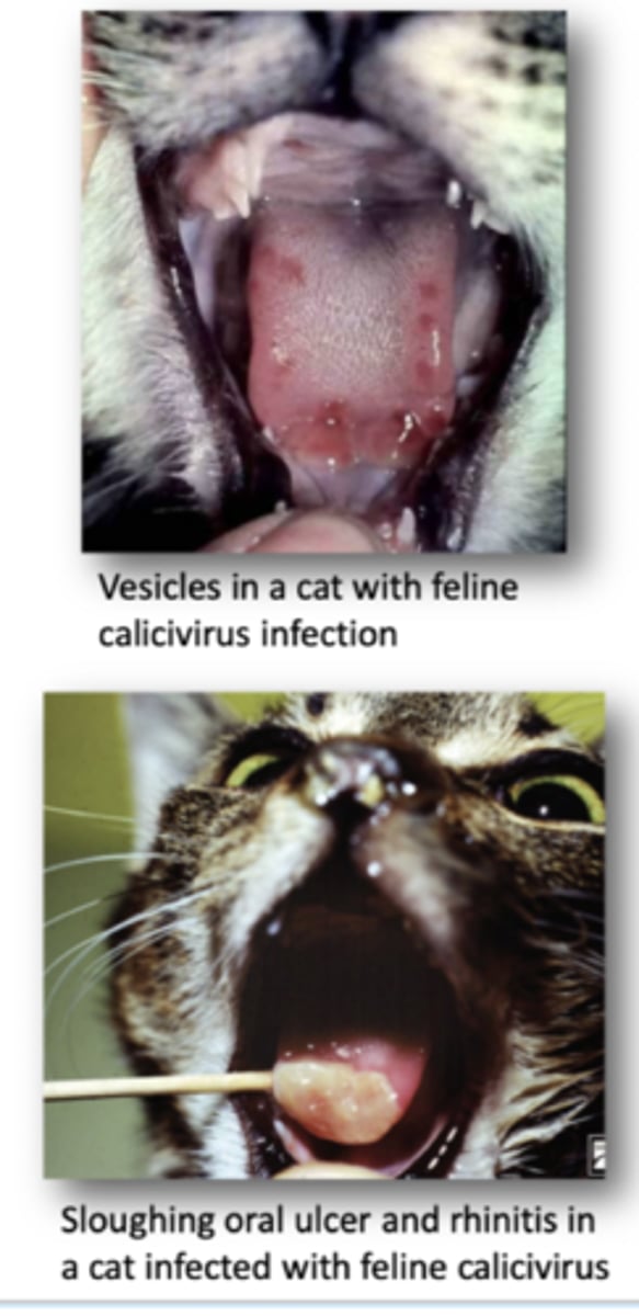 <p><strong>Oral Ulceration </strong>most common with this disease form</p><p></p><p><strong>1.</strong> Vireamia occurs 3-4 Days after infection</p>