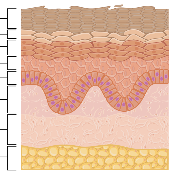 <p>identify all layers of thick skin</p>