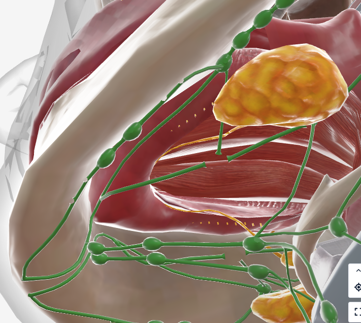 <p>just below the mandible</p><p>Ducts open - at the bases of the frenulum of the tongue in the FOM</p>