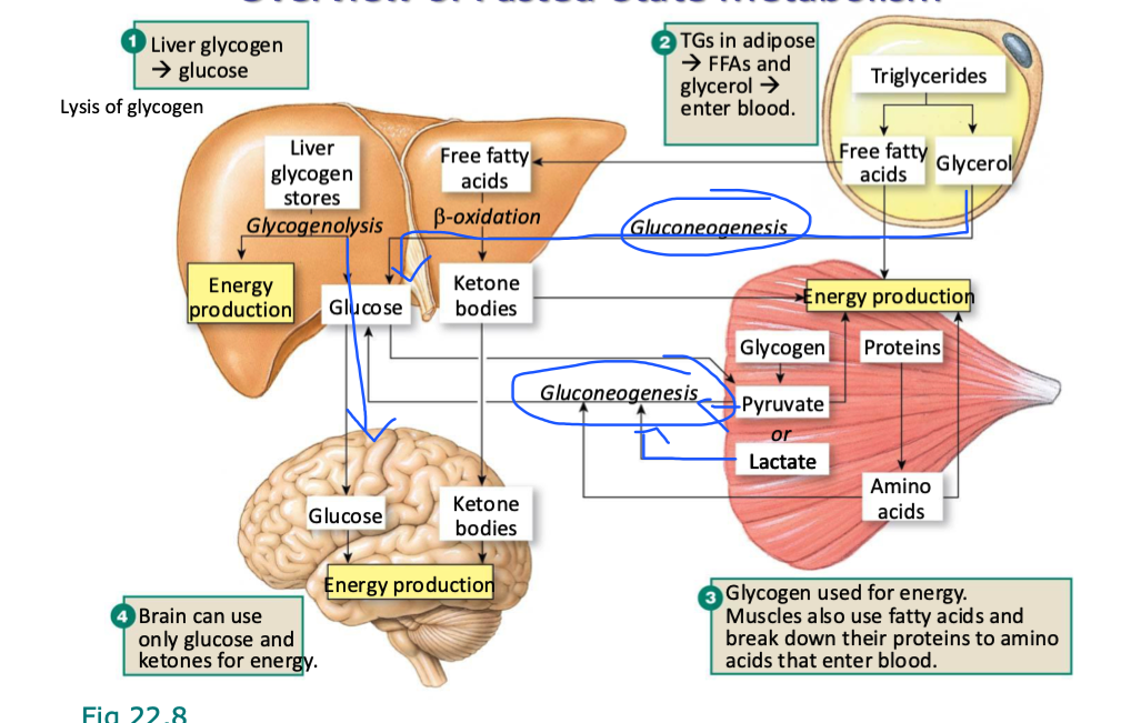 <p>forms keytone bodies</p><ul><li><p>can enter blood and serve as energy substrates for brain during times of starvation</p><ul><li><p>know your starving bc fats are being broken down for energy faster than ATP is being produced for energy</p></li></ul></li></ul><p></p>