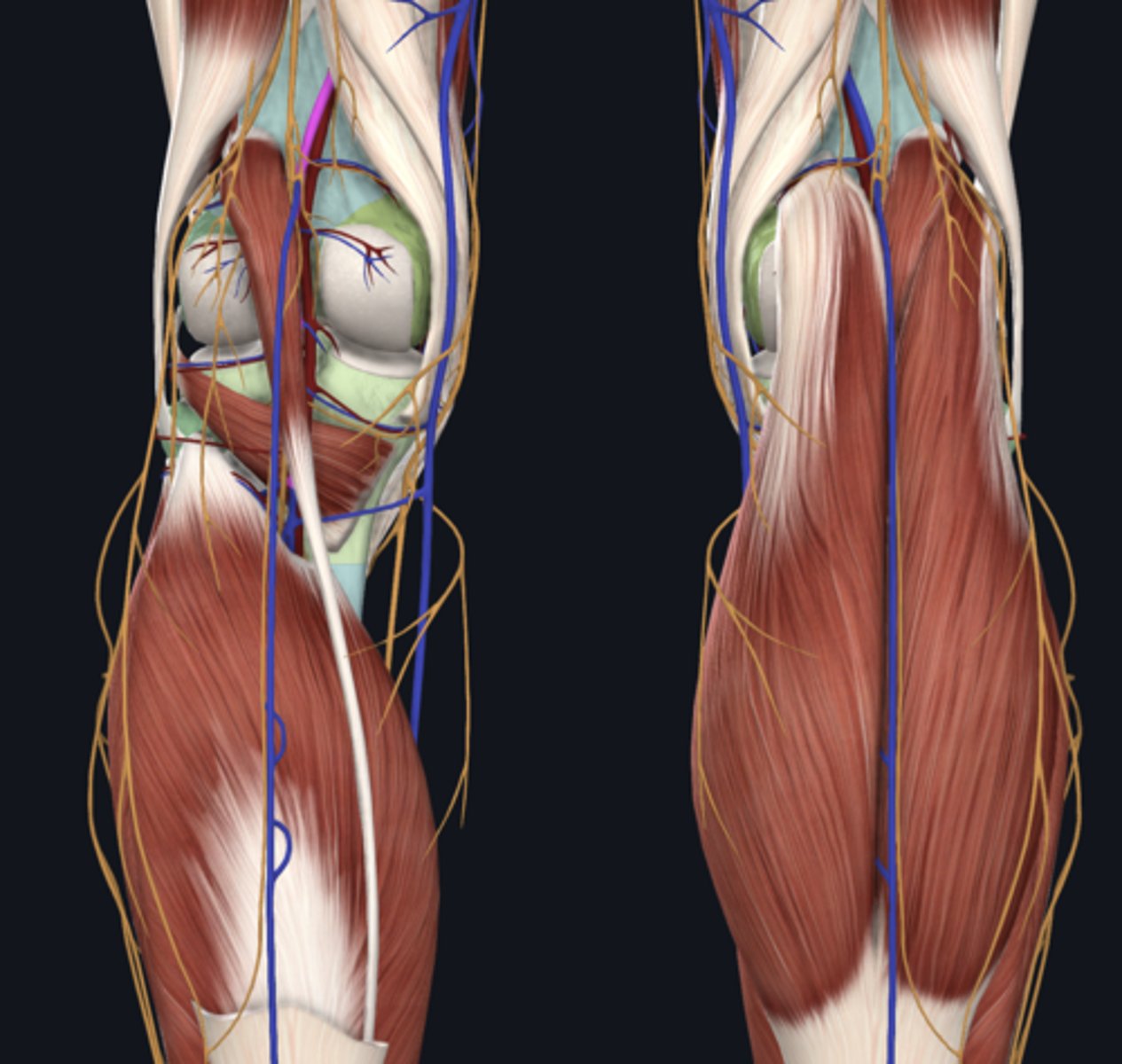 <p>vein</p>