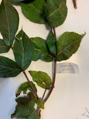 Weigela praecox