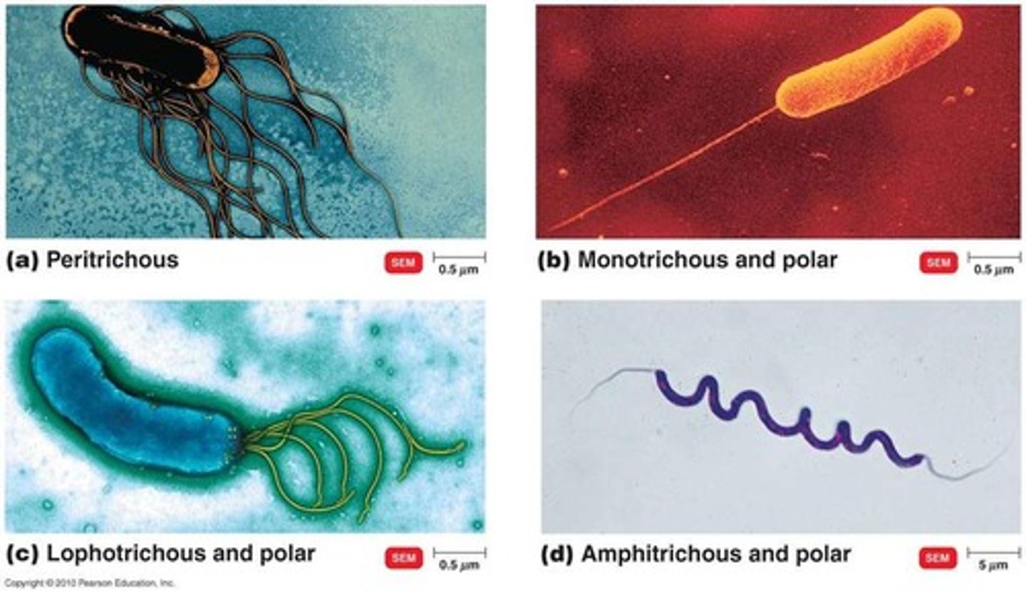 <p>made of flagellin</p><p>filament, hook, basal body</p>