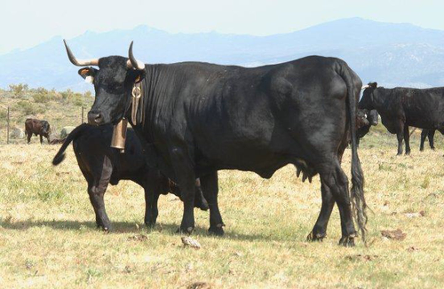 <p>black, white horns with black tips, meat, extensive</p>