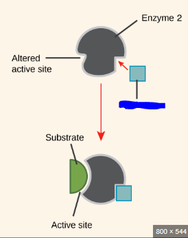<p>Molecules that increase the activity of an enzyme. One type are allosteric _____ which bind to an allosteric site and conform the enzyme allowing substrates to bind to the active site. These types of activators are outlined in the picture attached.</p>