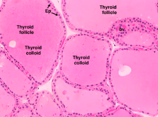 <p>Simple cuboidal cells that line the thyroid follicles of the thyroid gland</p>
