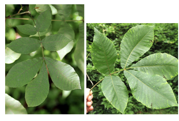 <p>Left: 7-11 leaflets, lanceolate and serrate</p><p>Right: larger leaves, 5 maybe 7 leaflets, terminal leaf much larger</p>