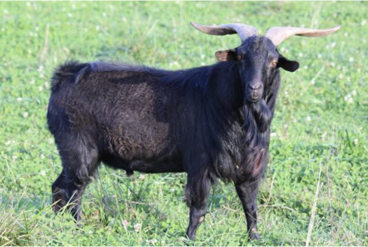 <p>What is this breed?&nbsp;</p>