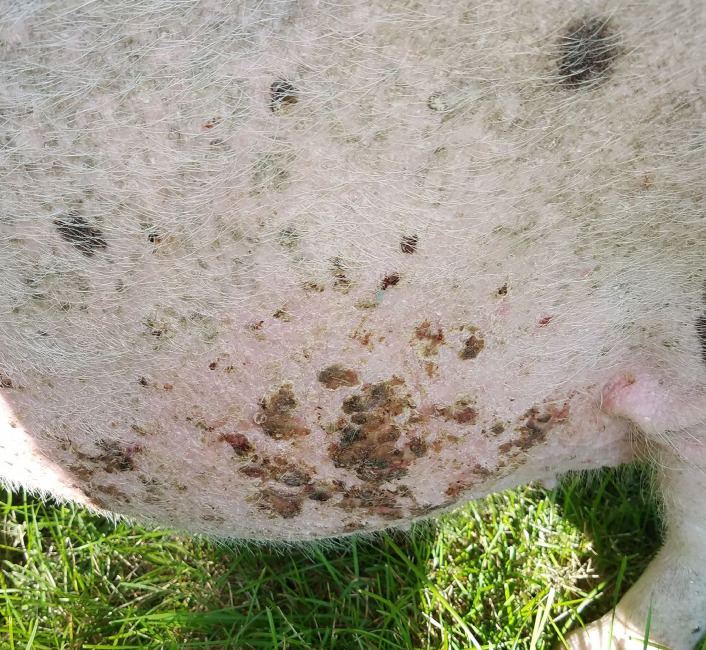 <p>A malignant epithelial neoplasm, including squamous cell carcinoma and basal cell carcinoma, rare in pigs</p>