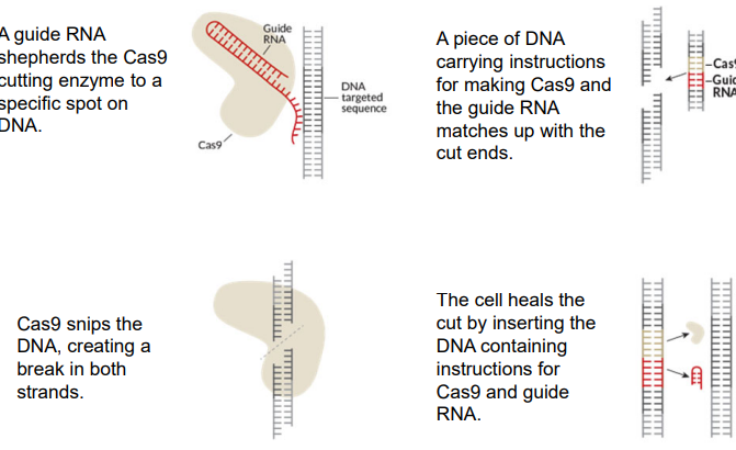 <p>Self-replicating CRISPR RNA, “selfish genes”</p><ol><li><p>A gRNA shepherds the Cas9 cutting enzyme to a specific spot on DNA</p></li><li><p>Cas9 snips the DNA, creating a break in both strands</p></li><li><p>A piece of DNA carrying instructions for making Cas9 and the gRNA matches up with the cut ends</p></li><li><p>The cell heals the cut by inserting the DNA containing instructions for Cas9 and gRNA</p></li></ol><p></p>