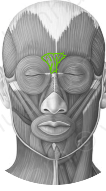 wrinkles skin between eyebrows