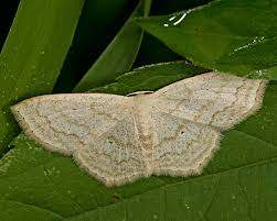 <p>Geometer moths</p>