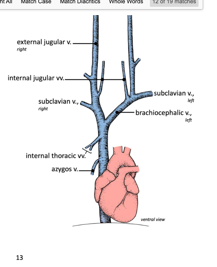 internal thoracic vein