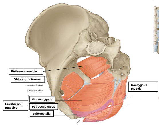<p>iliococcygeus </p>