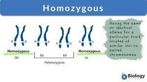 <p>homozygous recessive</p>