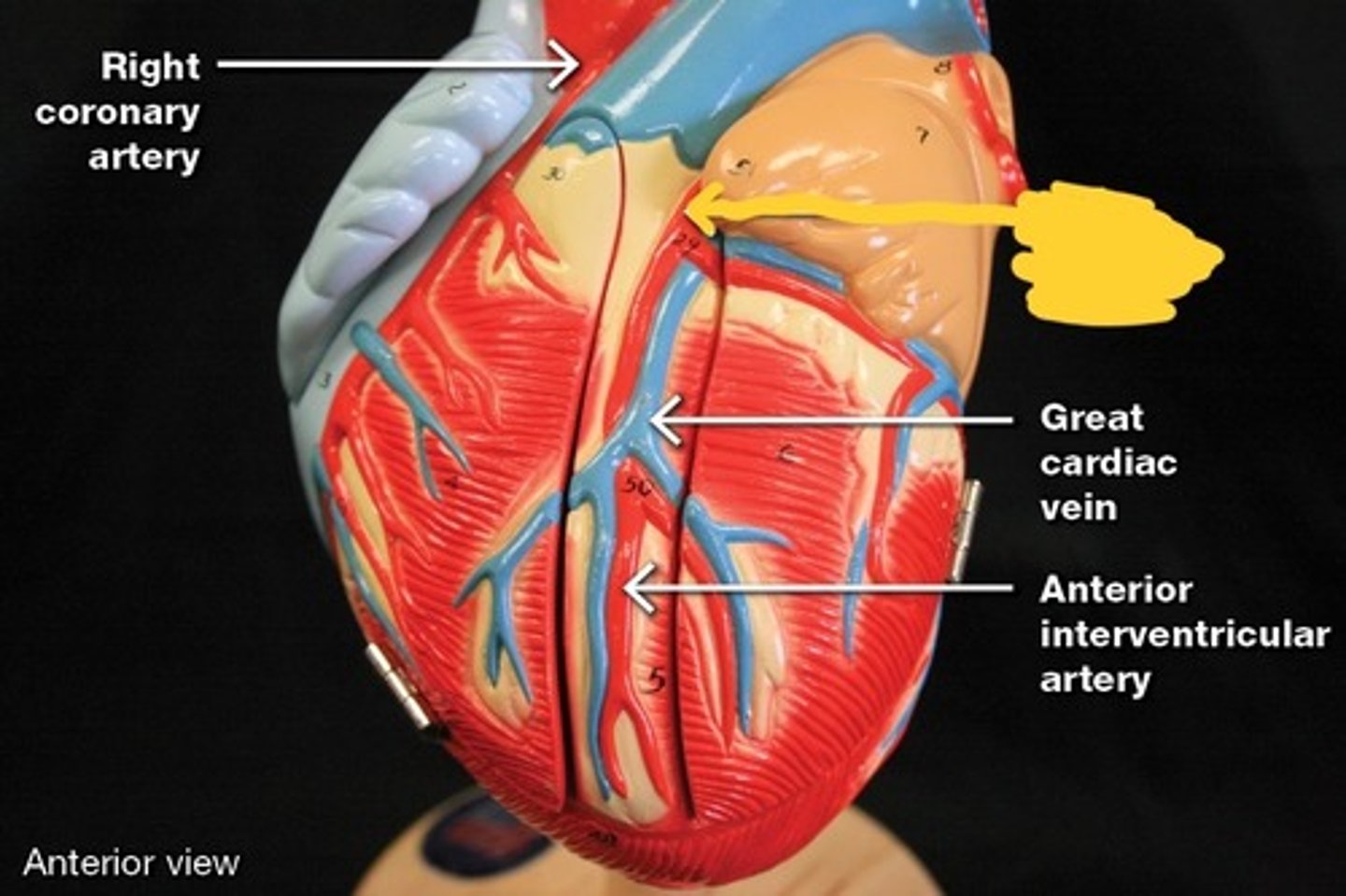 <p>Coronary arteries and their branches,</p>