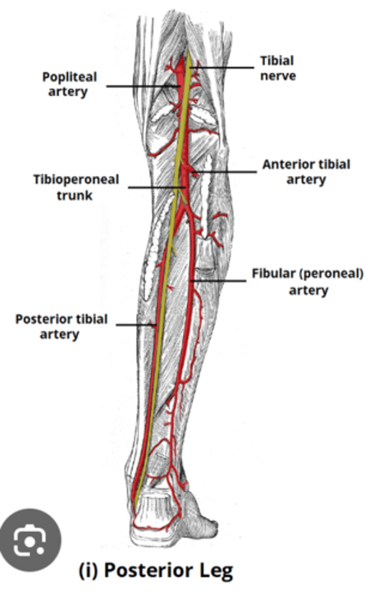 <p>anterior and posterior tibial arteries</p>