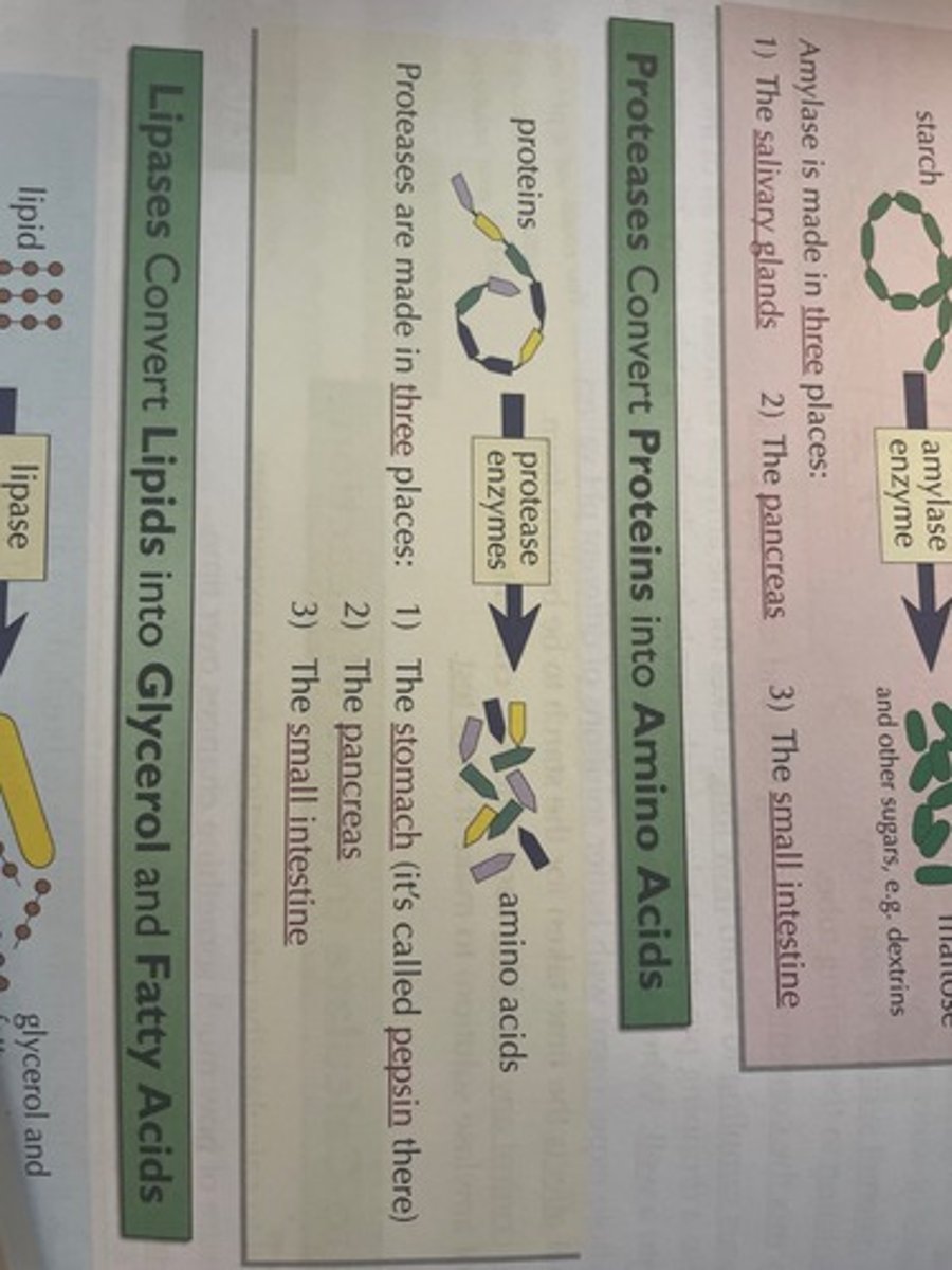 <p>protease converts protein into amino acids</p>