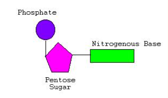 <p>Monomer: Nucleotides</p><ul><li><p>Stores genetic info</p></li><li><p><span style="background-color: transparent;">C, H, N, O, P</span></p></li><li><p><span style="background-color: transparent;">3 components</span></p><ul><li><p><span style="background-color: transparent;">Func. group: Phosphate group (p)</span></p></li><li><p>Pentose&nbsp;<span style="background-color: transparent;">(5-C) sugar</span></p></li><li><p><span style="background-color: transparent;">Nitrogen-containing base</span></p><ul><li><p><span style="background-color: transparent;">adenine</span></p></li><li><p><span style="background-color: transparent;">guanine</span></p></li><li><p><span style="background-color: transparent;">cytosine</span></p></li><li><p><span style="background-color: transparent;">thymine</span></p></li><li><p><span style="background-color: transparent;">uracil</span></p><p><br></p></li></ul></li></ul></li></ul><p></p>