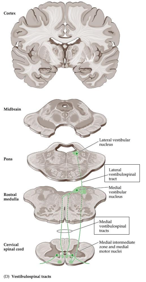 <p>Where do both <em><u>lateral and medial VST</u></em> enter to synapse on LMNs?</p>