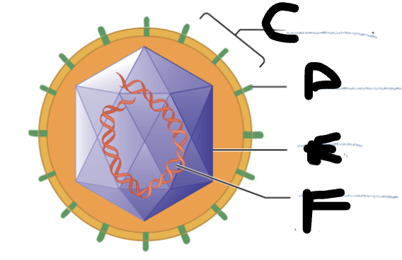 <p>What is the structure labeled C?</p>