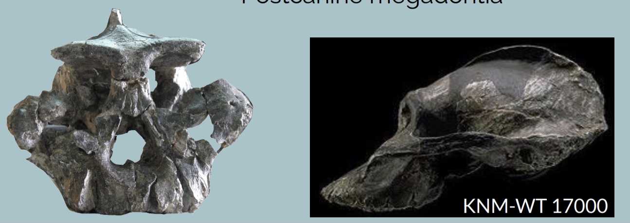 <p>Australopithecus aethiopicus</p>
