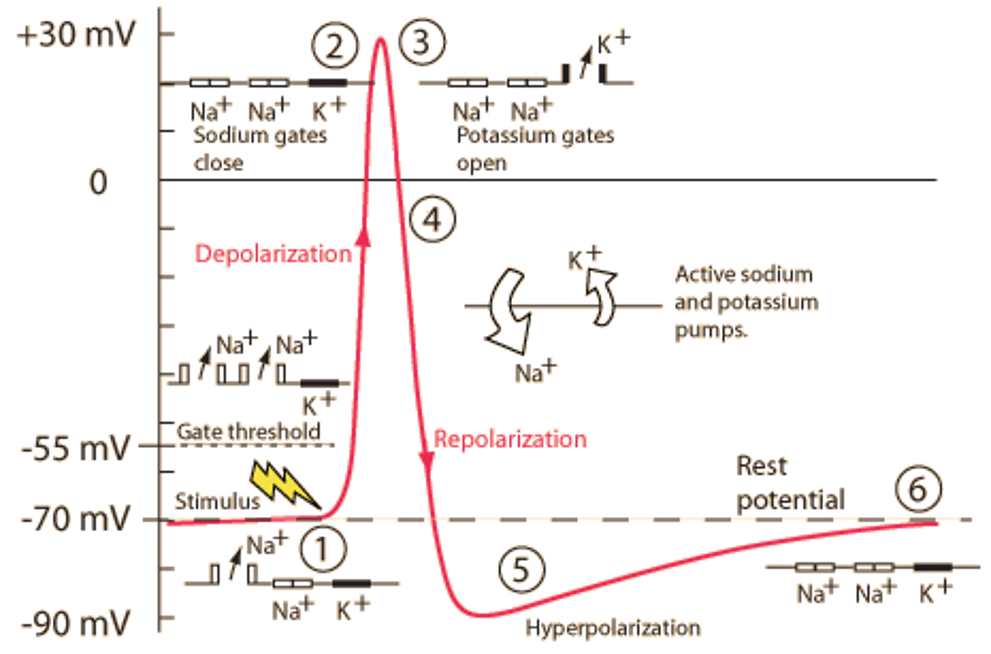 <p>a neural impulse; a brief electrical charge that travels down an axon out through synapse to another neuron's dendrites; an ALL OR NOTHING phenomena (either fully fires or doesn't fire)</p>