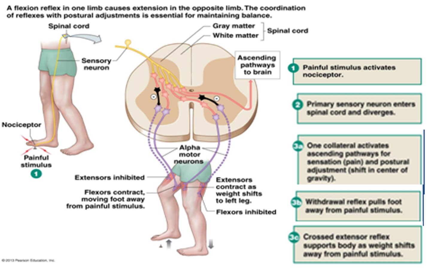 <p>(C) II and III only</p><p>There are two ways that we are aware of our reflexes:</p><p>II. The sensory neuron in the reflex also branches to go to the CNS; it just doesn't need the CNS input for the action to occur.</p><p>III. There is other sensory information received once the reflex is occurring.</p>