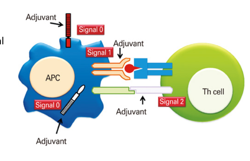 <p>T <span>cell triggering requires siganl 1 and 2 by APCs but vaccines lack PAMPs to sitmulate signal 2, therefore additional ADJUVANTS need to be added to induce the activation of signal 2</span></p>