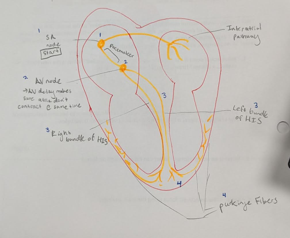<p>Name the different bpm of each area in the contractile pathway (SA, AV, HIS/Purkinje) </p><p>What rate does the heart go if each area is a diff bpm?</p>
