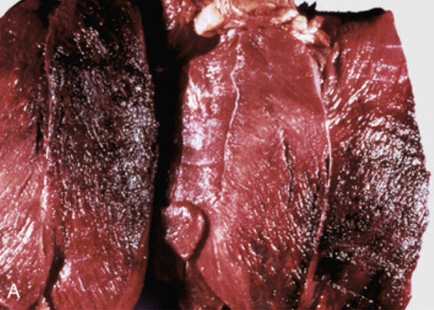 <p>What are you looking at in this cow? Describe what you are seeing.</p>