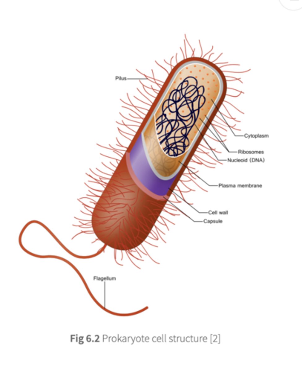 <p>- Cell wall made of peptidoglycans</p><p>- Nucleoid: chromosomal region with with no membrane</p>