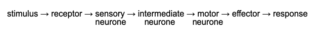The pathway of neurones involved in a reflex action: