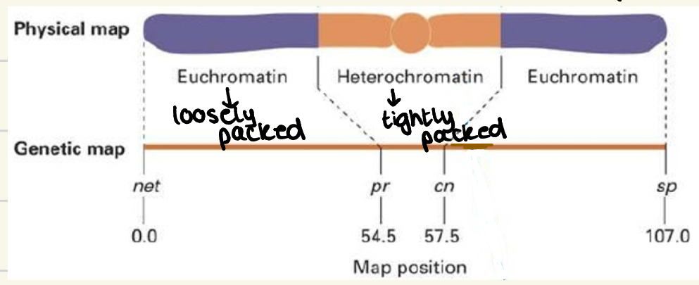 <p>→ relationship between linkage and physical distance is not ways linear due to = recombination hotspots</p><ul><li><p>very little takes place in heterochromatin (tightly packed)→ Small distance on map = large distance on chromosome </p></li><li><p>More in euchromatin (loosely packed)</p></li></ul><p></p>