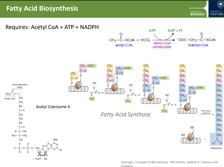 <ul><li><p>when there is <strong>sufficient glucose</strong> in the cell, <strong>acetyl-CoA </strong>is drawn away from the <strong>TCA cycle </strong>to biosynthesise fatty acids</p></li><li><p>acetyl-CoA is converted into <strong>malonyl-CoA</strong>, using <strong>ATP</strong>, catalysed by <strong>acetyl-CoA carboxylase</strong></p></li><li><p>an acetyl coA and a malonyl-CoA (continually replaced) bind to the <strong>active site of fatty acid synthase</strong> at 2 cysteine residues</p></li><li><p>in each reaction, <strong>2 carbons </strong>from the malonyl-CoA are added to the <strong>emerging chain</strong> (which starts from the acetyl-CoA), using protons and electrons and<strong> producing CO<sub>2</sub></strong></p></li></ul><p></p>