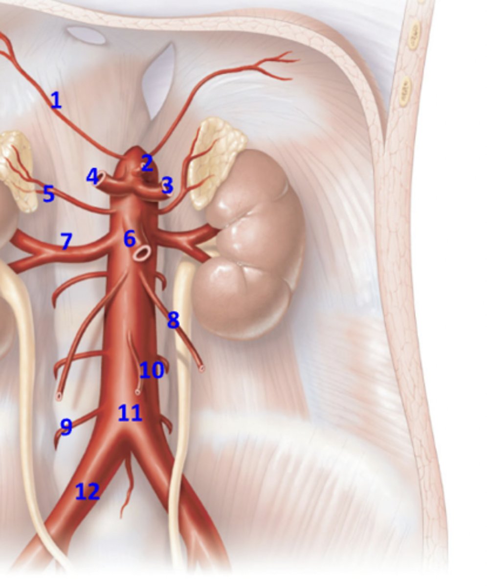 <p>What artery is 9?</p>