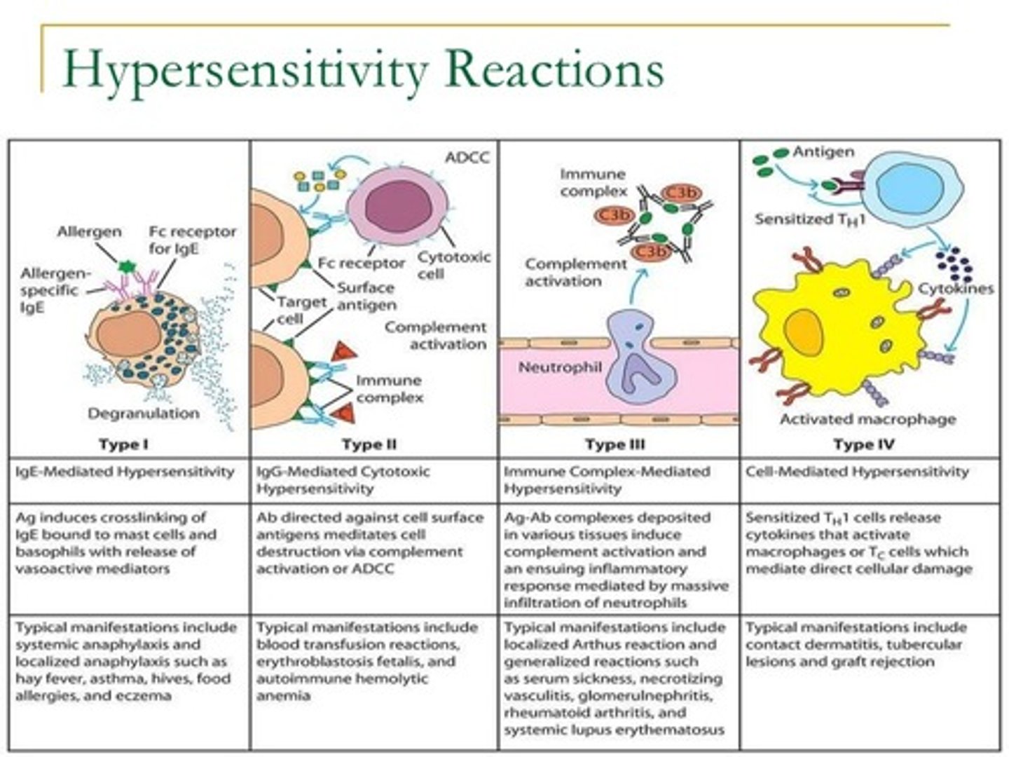 <p>Type III</p><p>- hypersensitivity reactions occur with disease where soluble antigens and antibodies accumulate in the blood can activate complement proteins and cause inflammation</p>